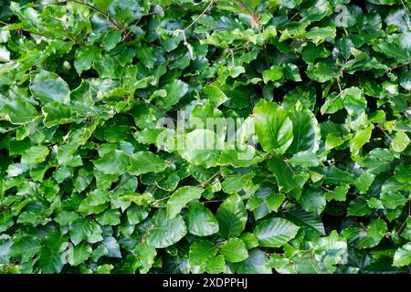 Green leaved beech hedge, Fagus sylvatica, in summer sunshine, UK. Stock Photo