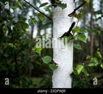 Detailed view of white birch tree trunk in vibrant summer forest, showcasing organic textures and patterns. Soft sunlight peeks through the foliage, e Stock Photo
