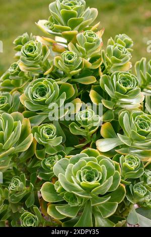 Closeup of the spoon shaped green leaves of the evergreen rosettes of the tender garden succulent plant aeonium balsamiferum. Stock Photo
