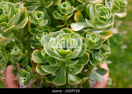 Closeup of the spoon shaped green leaves of the evergreen rosettes of the tender garden succulent plant aeonium balsamiferum. Stock Photo