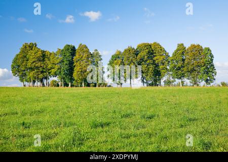 geography / travel, Switzerland, line of beech trees in Neufchatel Jura, NO-EXCLUSIVE-USE FOR FOLDING-CARD-GREETING-CARD-POSTCARD-USE Stock Photo