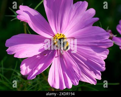 Pollen from a Pink Cosmos flower Stock Photo - Alamy
