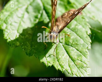 Close up macro portrait shot of speckled wood butterfly (pararge aegeria) with wings raised resting on a green leaf - one wing is damaged Stock Photo