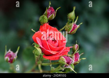 Portrait of a perfect red rose covered in dew and surrounded by rosebuds in beautiful soft light against a simple dark background Stock Photo
