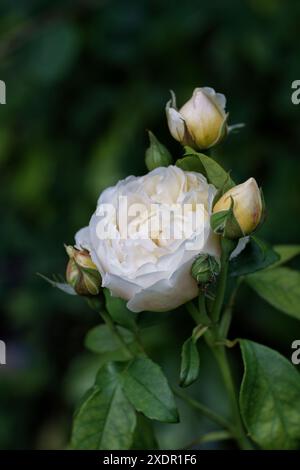 Portrait of a perfect white rose with rosebuds in beautiful soft light against a plain dark green background Stock Photo