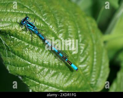 Common blue damselfly (Enallagma cyathigerum) (male) resting on a leaf Stock Photo