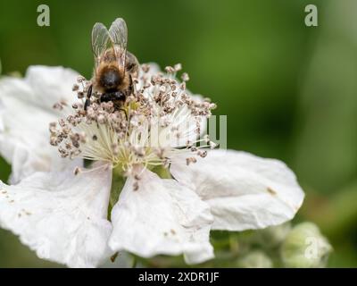 Close up macro shot of a bumble bee gathering pollen on a blackberry flower (rubus fruticosus) Stock Photo