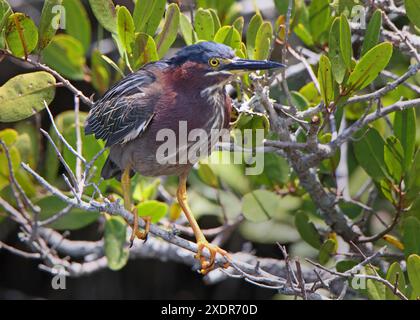 Green Heron Butorides virescens standing on a mangrove bush branch Stock Photo