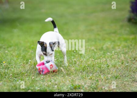 Young smooth-coated Jack Russell Terrier dog playing with a ball. Jack russell terrier puppy running towards camera with a ball. Stock Photo