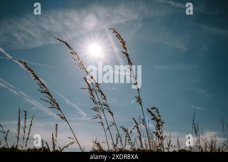 Tall summer grass blades and ears against afternoon sun and blue sky. Low angle shot, no people. Stock Photo