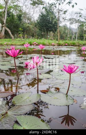 Hoi An, Vietnam - 6 Feb, 2024: Pink flowering lily pad plants in a pond at the My Son Hindu temple, Vietnam Stock Photo