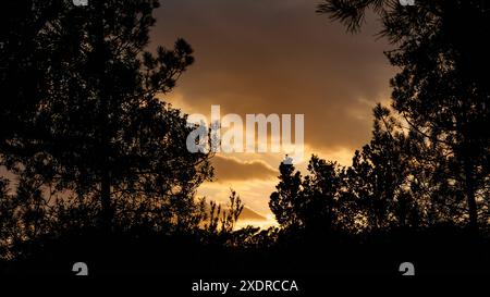 Sun sets between trees and clouds in Mediterranean pine forest. Silhouette of trees. Lloret de Mar. Spain. Stock Photo