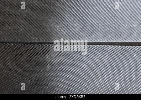 Pigeon feather texture in gray gradient tones, macro photography Stock Photo