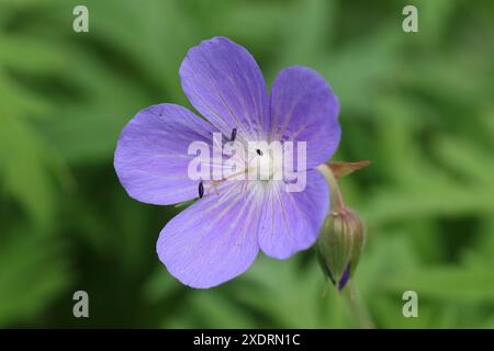 A flowering Meadow Crane's-bill, Geranium pratense, plant growing in a wildflower meadow. Stock Photo