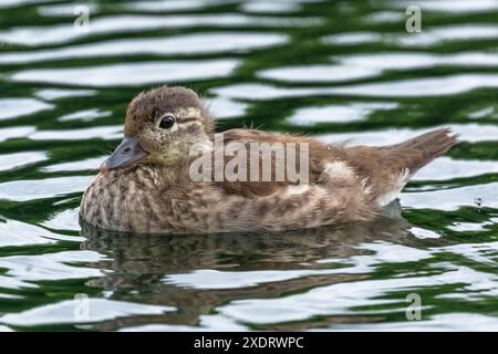 A fluffy mandarin duckling on water. (Aix galericulata). Stock Photo