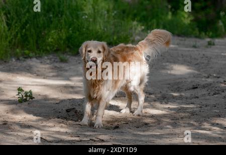 Golden Retriever Dog Digs Hole In Sand Stock Photo