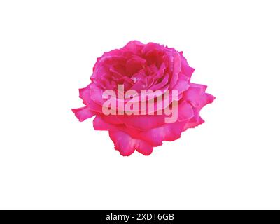 Bright magenta rose flower isolated on white. Elegant hybrid tea rose bloom. Stock Photo
