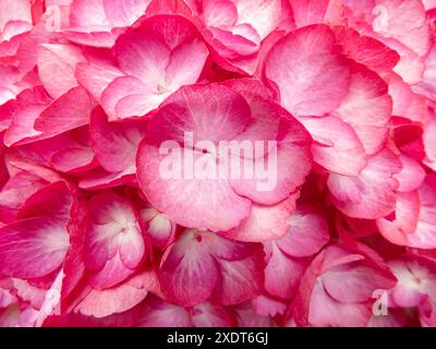 Red hydrangea flowers with light central part hydrangea flowers aesthetic background. Hortensia flowering plant. Hydrangea macrophylla in bloom. Stock Photo