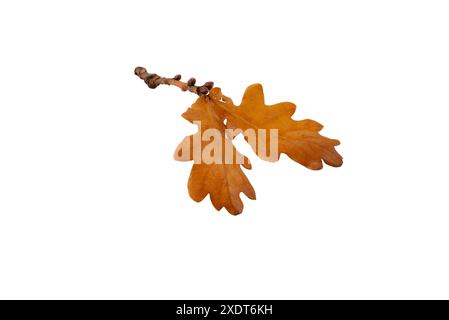 Oak tree branch with a couple of dry brown leaves isolated on white. Autumn colored foliage. Stock Photo