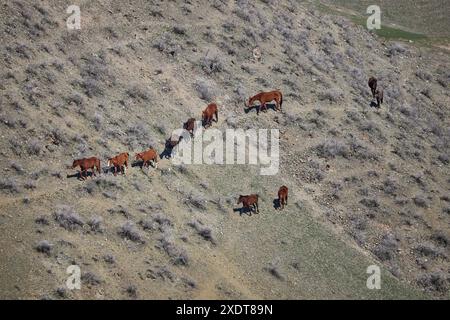 Herd of brown horses grazing freely, walking along the path on hillside. Livestock on free range. Mountain slope. Organic farm, graze animal farming, Stock Photo