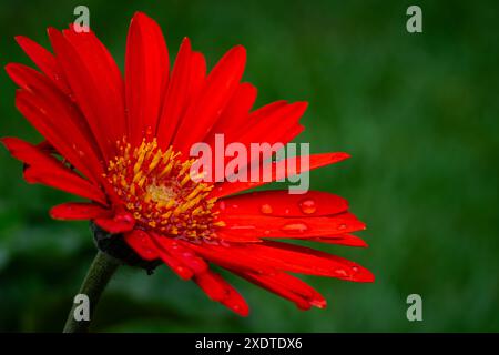 Barberton daisy, close up, garden shot. Stock Photo