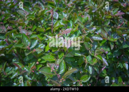 Willow-leaved cotoneaster branch with white flowers - Latin name - Cotoneaster salicifolius. Stock Photo