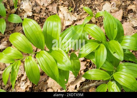 Botanical collection, green leaves of polygonatum multiflorum solomon's seal medicinal plant. High quality photo Stock Photo