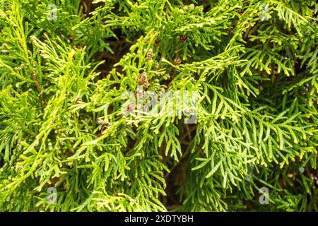 Green branches of thuja, spring landscape. Green background, Spring photo. Stock Photo