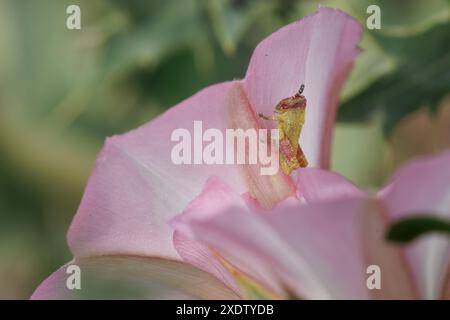 Grasshopper nymph perched on flower, Alcoy, Spain Stock Photo
