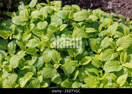 Lemon balm, Melissa officianlis, Cowbridge, Vale of Glamorgan, Wales, UK Stock Photo