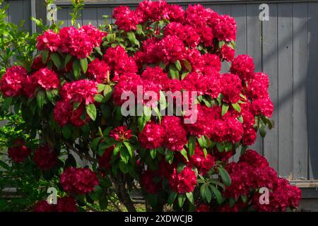 A red Rhododendron (Rhododendron) - clusters of bright red trumpet-like blossoms on display in the springtime. Stock Photo