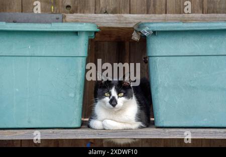 Black and White Cat with black markings on face sitting on shelf between recycling bins, Holloway, London Borough of Islington England Britain UK Stock Photo