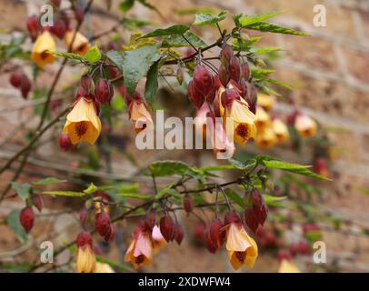 Trailing Abutilon aka Chinese Bell Flower, Chinese Lantern, Mallow, Indian Mallow, and Flowering Maple, Abutilon megapotamicum, Malvaceae. Stock Photo