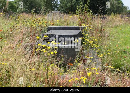 Variety of Wildflowers growing between unmowed open graves in Abbey Lane cemetery Sheffield England UK growing wild nature graveyard biodiversity Stock Photo