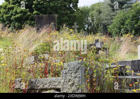 Variety Of Wildflowers Growing Between Unmowed Open Graves In Abbey 