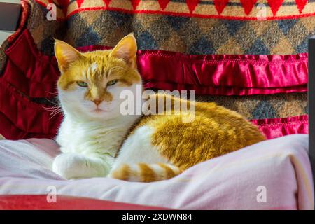 ginger Cat Stock Photo
