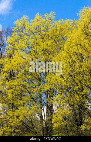 Black maple flowering stock photo alamy