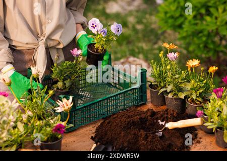 gardener plants flowers in the garden close-up, garden care, gardening concept, caring for flower plants Stock Photo