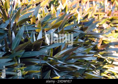 Tradescantia spathacea, The base of the leaf is a sheath covering the trunk. Green top leaves Below the purple-red color, Plant for medicinal properti Stock Photo