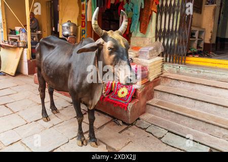 India, Uttar Pradesh, Varanasi, Bangali Tola. Cow in the street. Stock Photo