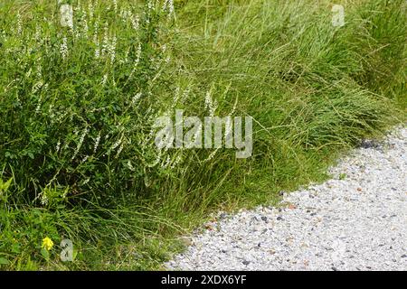 Melilotus albus, honey clover, white melilot and high grass growing along a shell path. Summer, June, Netherlands Stock Photo