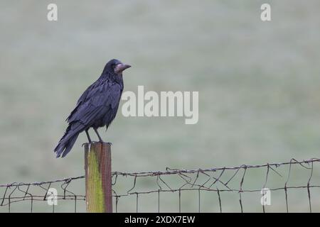 Rook [ Corvus frugilegus ] calling from fencepost Stock Photo