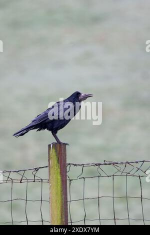 Rook [ Corvus frugilegus ] calling from fencepost Stock Photo