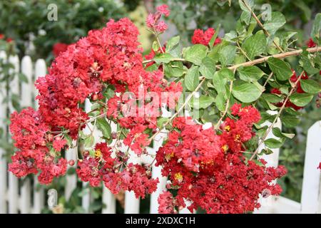 Carmine (red) coloured Crape myrtle (Lagerstroemia indica) in bloom : (pix Sanjiv Shukla) Stock Photo