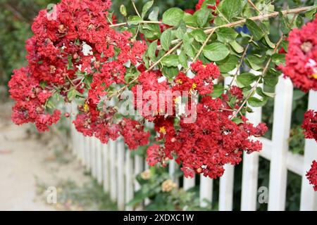 Carmine (red) coloured Crape myrtle (Lagerstroemia indica) in bloom : (pix Sanjiv Shukla) Stock Photo