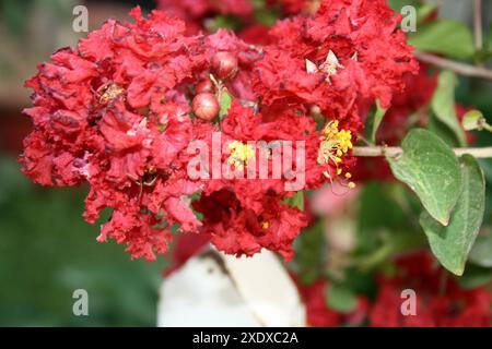 Carmine (red) coloured Crape myrtle (Lagerstroemia indica) in bloom : (pix Sanjiv Shukla) Stock Photo