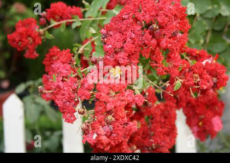 Carmine (red) coloured Crape myrtle (Lagerstroemia indica) in bloom : (pix Sanjiv Shukla) Stock Photo