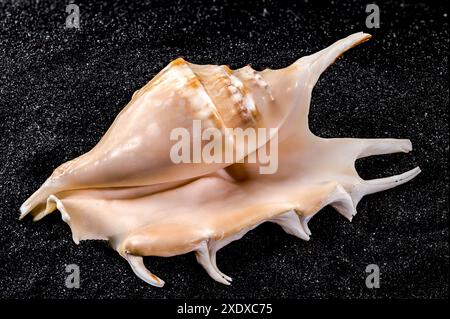 Close-up of Scorpion conch seashell on a black sand background Stock Photo
