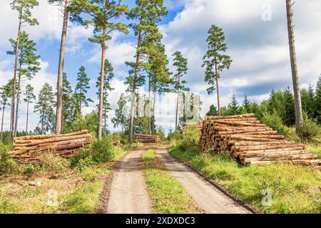 Logs stacks by a forest road in a clearing area Stock Photo