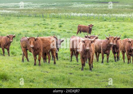 A herd of Salers cows on a meadow in the Auvergne, France Stock Photo